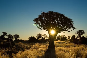 Foto op Canvas Sun shining trough a quiver tree © Mytho