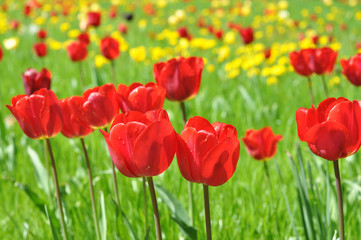 Rote Tulpen