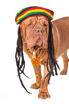 Rastafarian Dog
