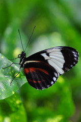 Black and White Longwing Butterfly