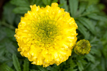 Tagetes