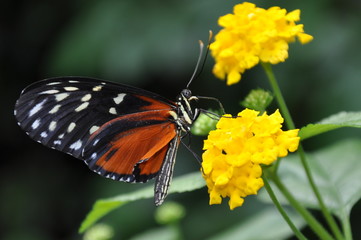 Fototapeta na wymiar Feeding Helicon Butterfly