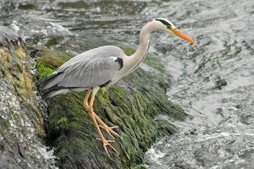 Grey Heron_2