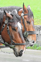 Pair of horses in a vehicle_2