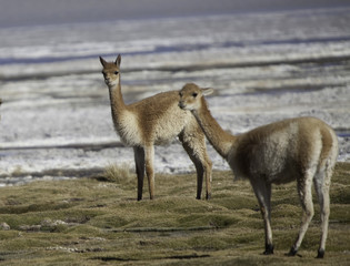 vicuna encestor of the lama and alpaca