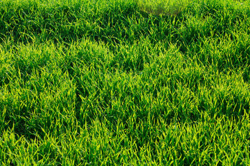 grass grassland