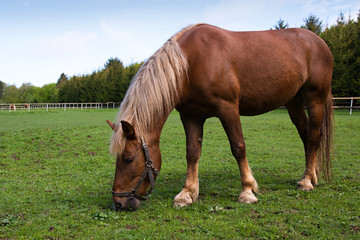 Naklejka na ściany i meble Horse in the meadow in the paddock