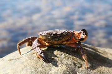attacking crab on a stone near a sea