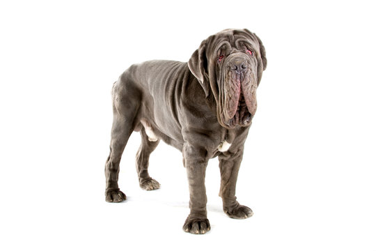 Mastino Napoletano, Mastino, Neapolitan Bulldog , neo