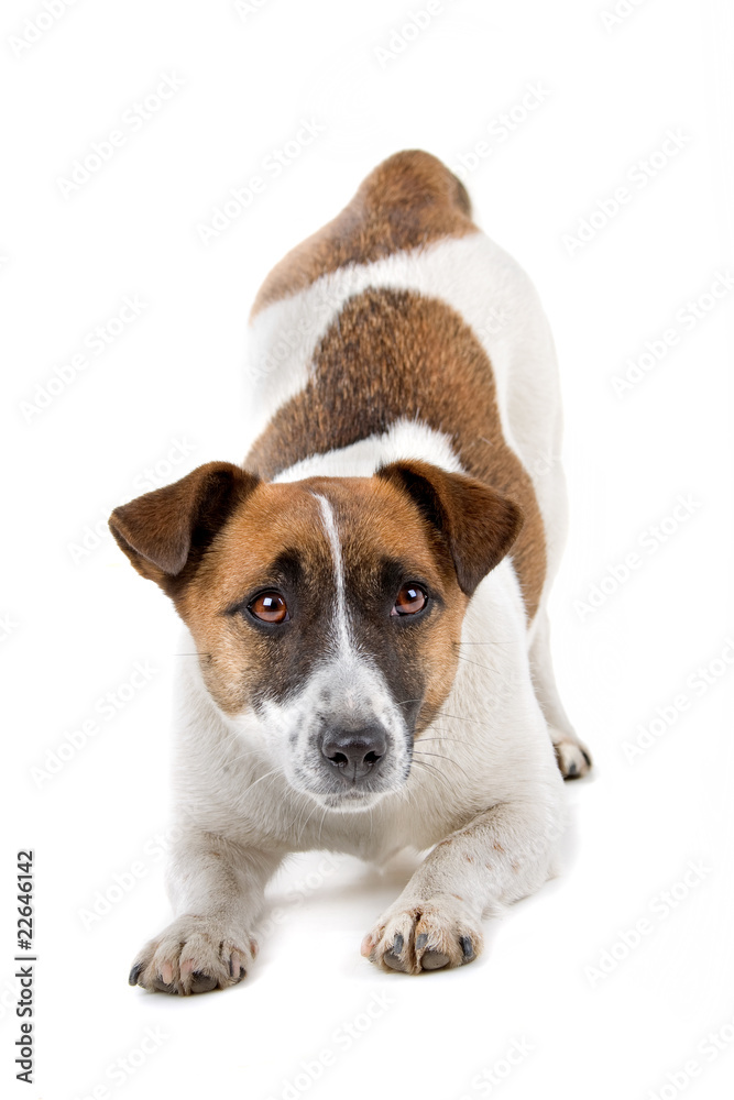 Wall mural jack russel terrier dog  resting