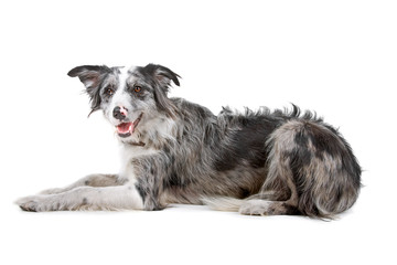 border collie sheepdog isolated on a white background
