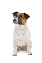 front view of jack russel terrier dog looking up