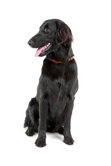 flat coated retriever dog isolated on a white background