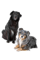 border collie sheepdogs isolated on a white background