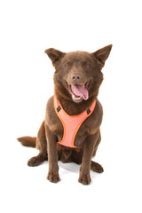 chocolate brown Australian Kelpie,also known as Kelpie or Barb