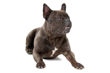 french bulldog isolated on a white background