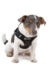 Obraz premium jack russel terrier dog looking at camera