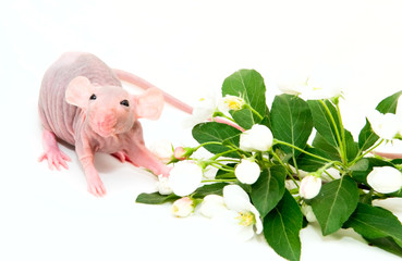 hairless rat with flowers