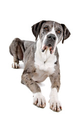 front view of a great dane dog  lying on the floor