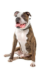 front view of an american bull dog sticking out tongue