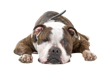 front view of an old american bulldog  with one eye
