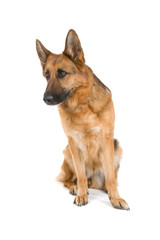 german shepherd dog isolated on a white background