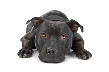 front view of staffordshire bull terrier
