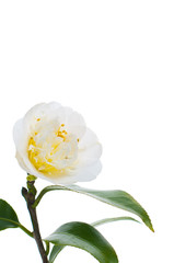 White Camelia