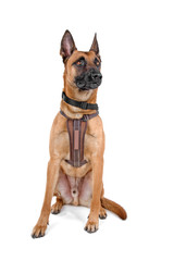 Belgian Shepherd (Malinois) dog isolated on a white background