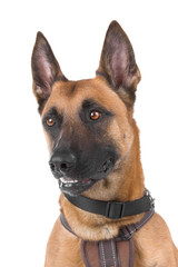 head of a belgian shepherd dog - malinois
