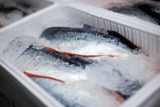 lachs auf eis in k&uuml;hlbox