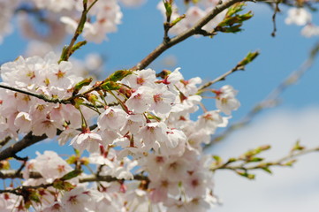 さくら