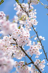 Japanese say SAKURA!!!