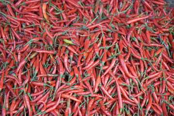 Fototapeta premium Chilli