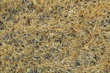 dry grass