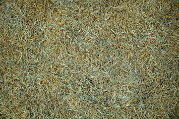 dry grass