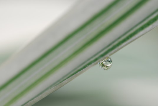 Morning dew