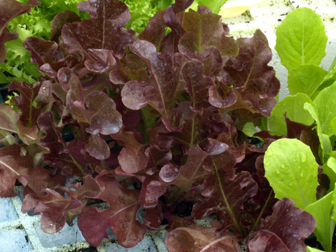 lechuga