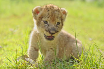 baby lion