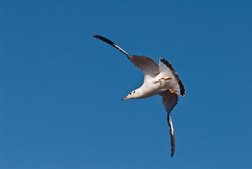 flying seagull