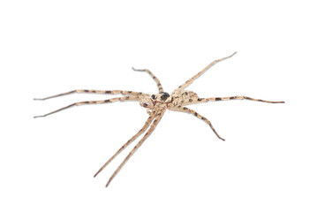 giant spider