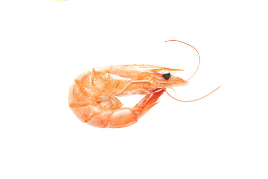 boiled shrimp