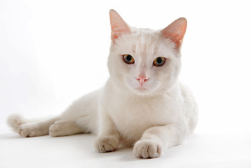 white cat