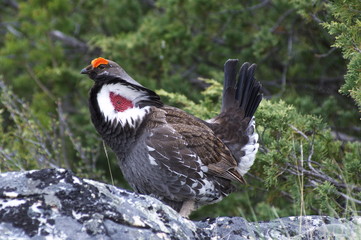 Blue Grouse 01