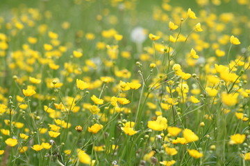 Obraz premium Gelbe Blume, Blumenfeld, gelb