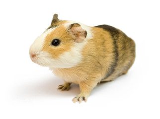 guinea pig