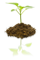 plant