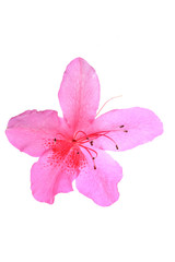 Fototapeta premium flowers reflected on white background