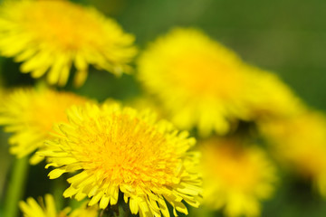 Dandelions