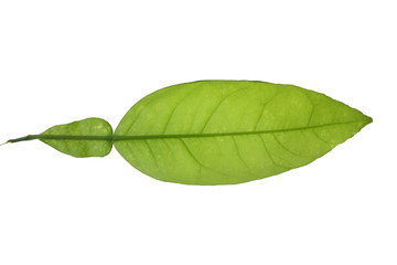 Obraz premium Tree leaf and white background